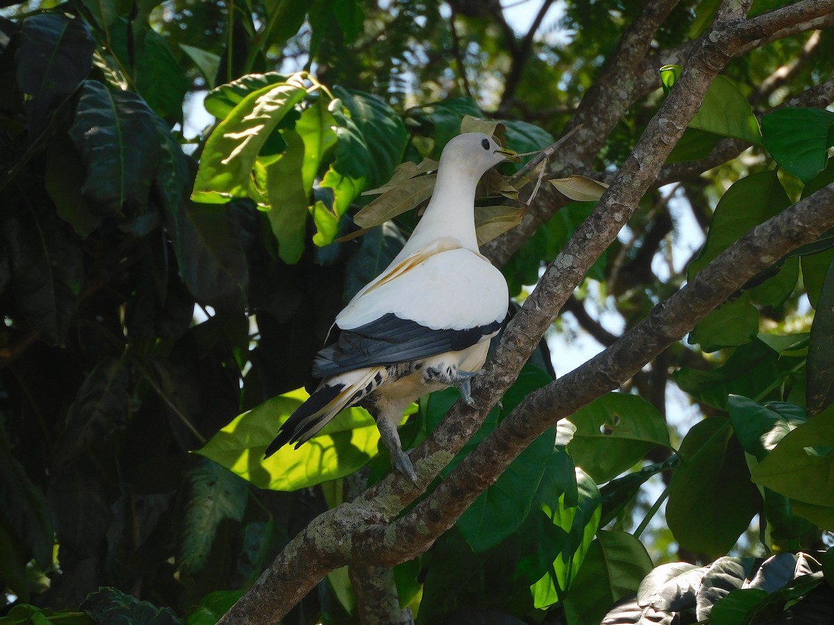 Torresian Imperial-Pigeon - ML644694898