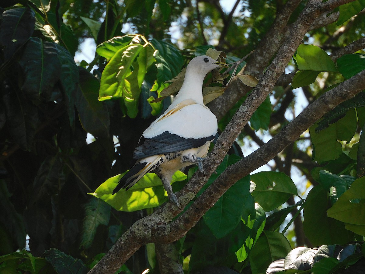 Torresian Imperial-Pigeon - ML644694899