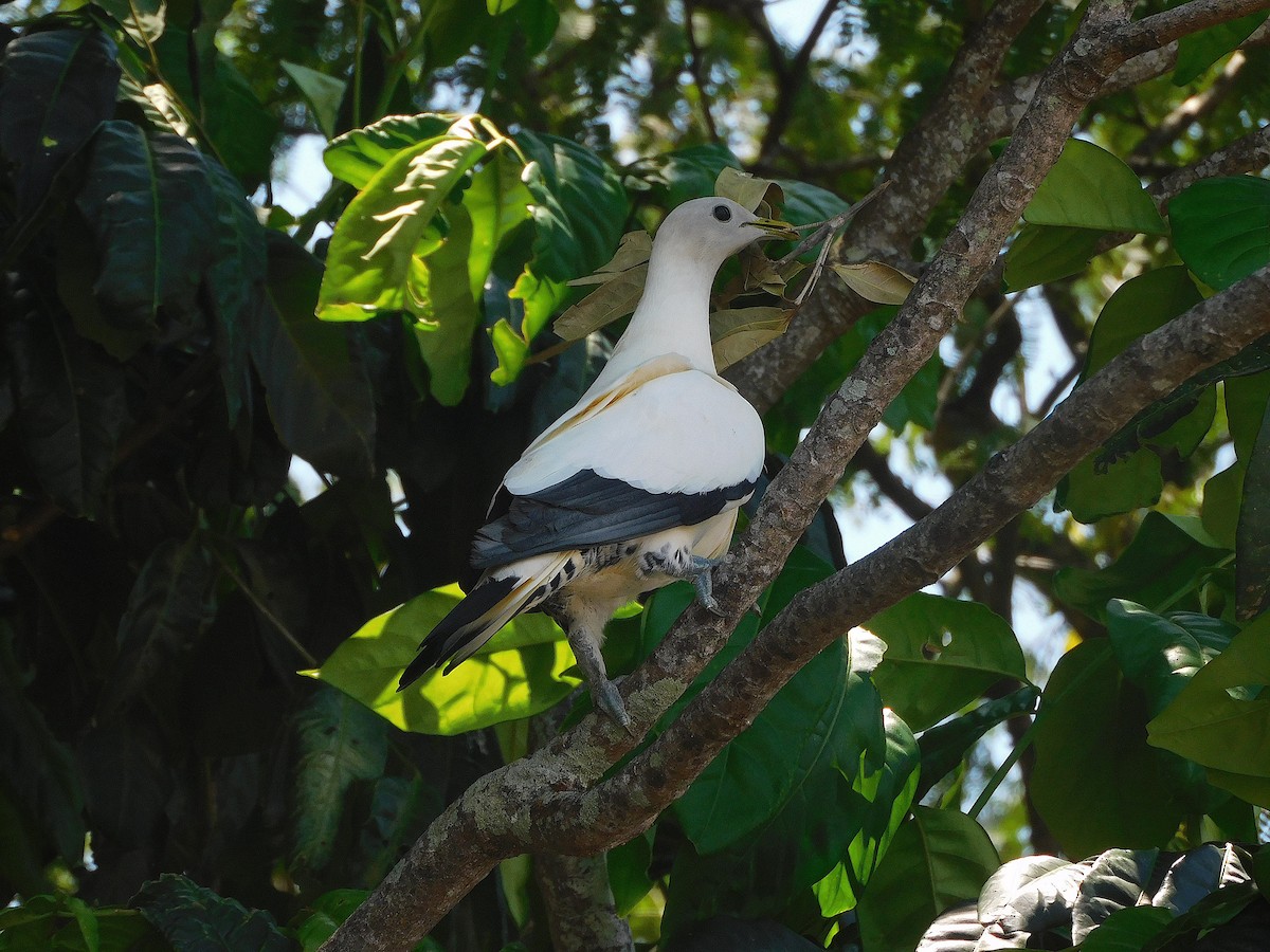 Torresian Imperial-Pigeon - ML644694900