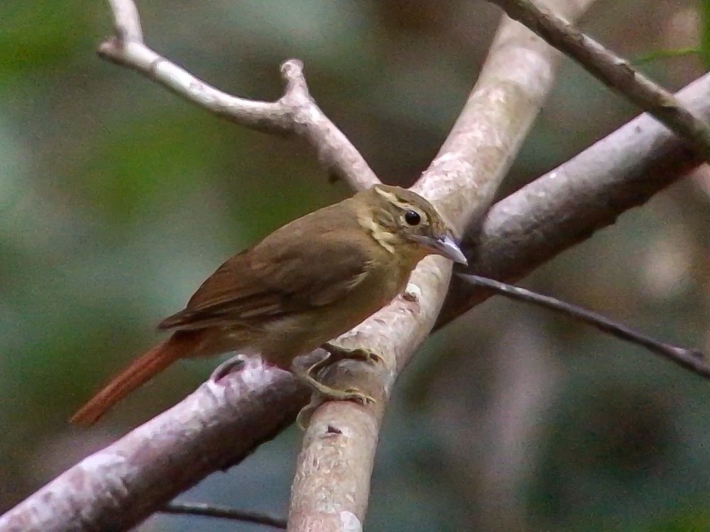 Rufous-rumped Foliage-gleaner - ML644694908