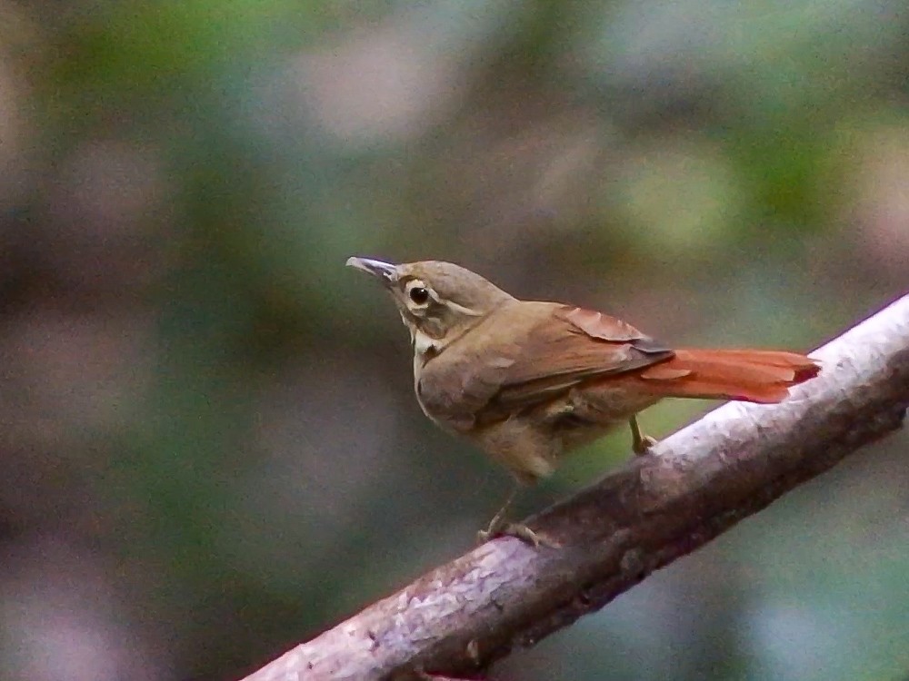 Rufous-rumped Foliage-gleaner - ML644694909