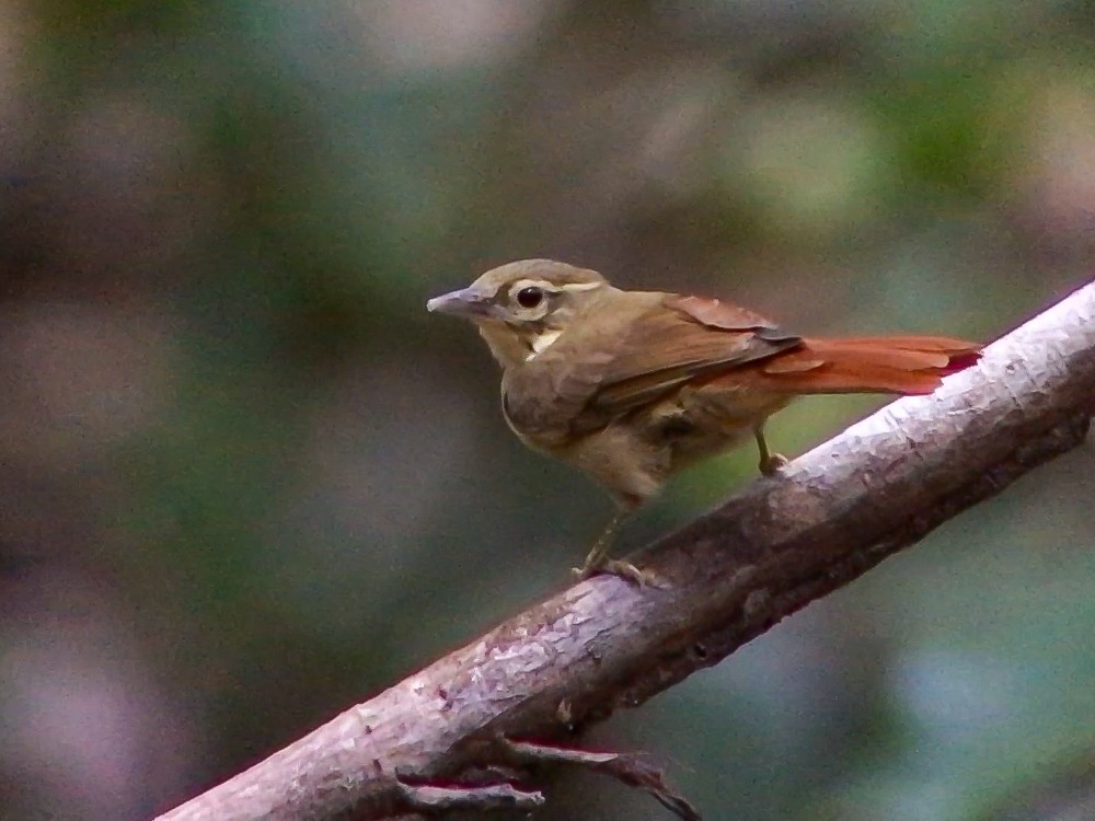 Rufous-rumped Foliage-gleaner - ML644694910