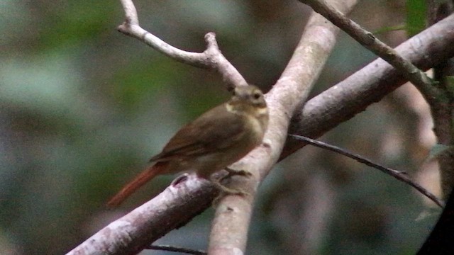 Rufous-rumped Foliage-gleaner - ML644694925