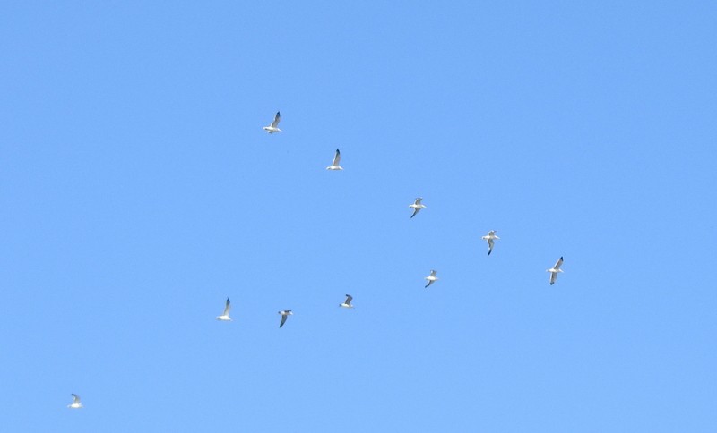 Heringsmöwe - ML644694934