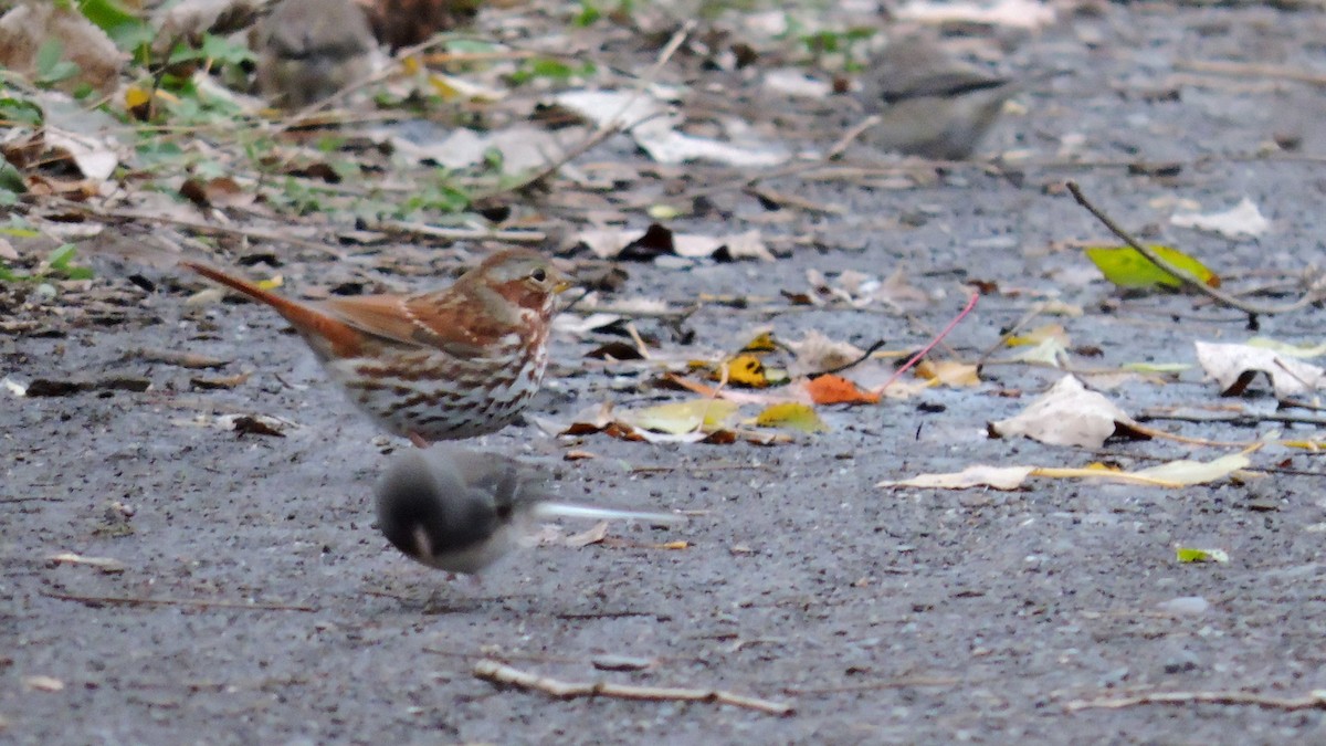 Fox Sparrow - ML644694952