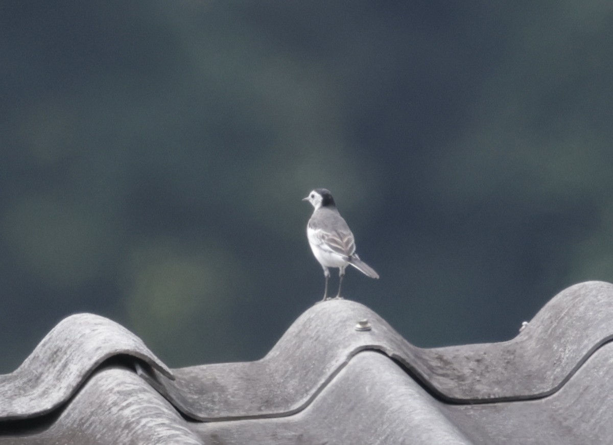 Lavandera Blanca - ML644694968