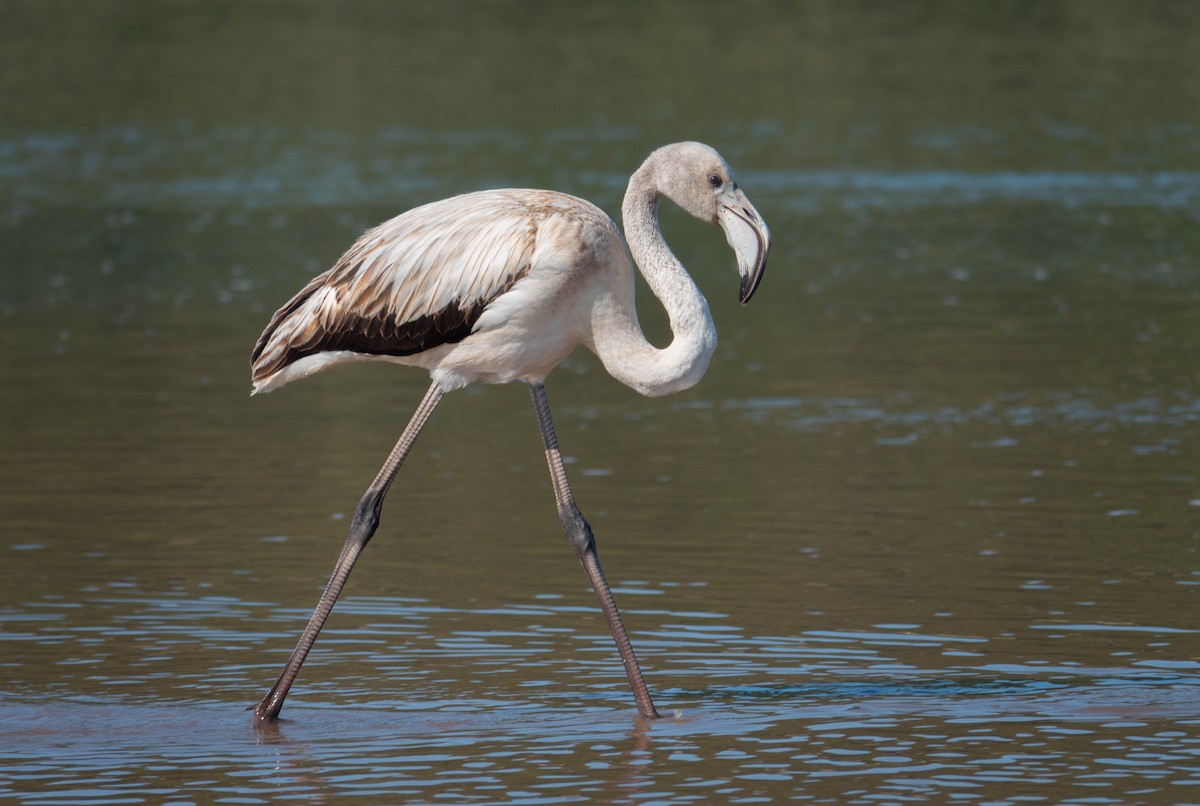 Greater Flamingo - ML644694976
