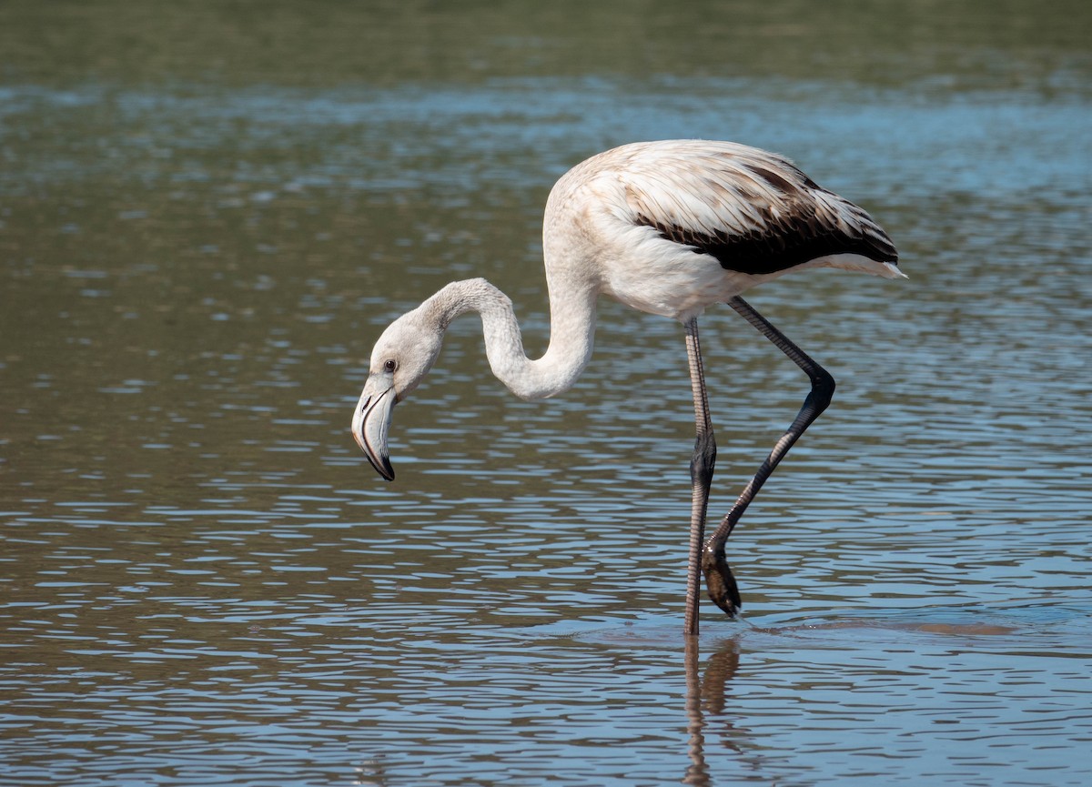 Greater Flamingo - ML644694977