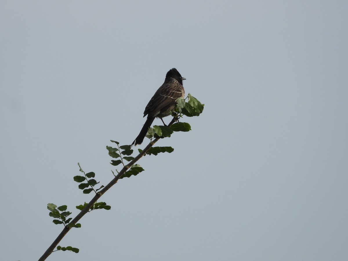 Red-vented Bulbul - ML644694981