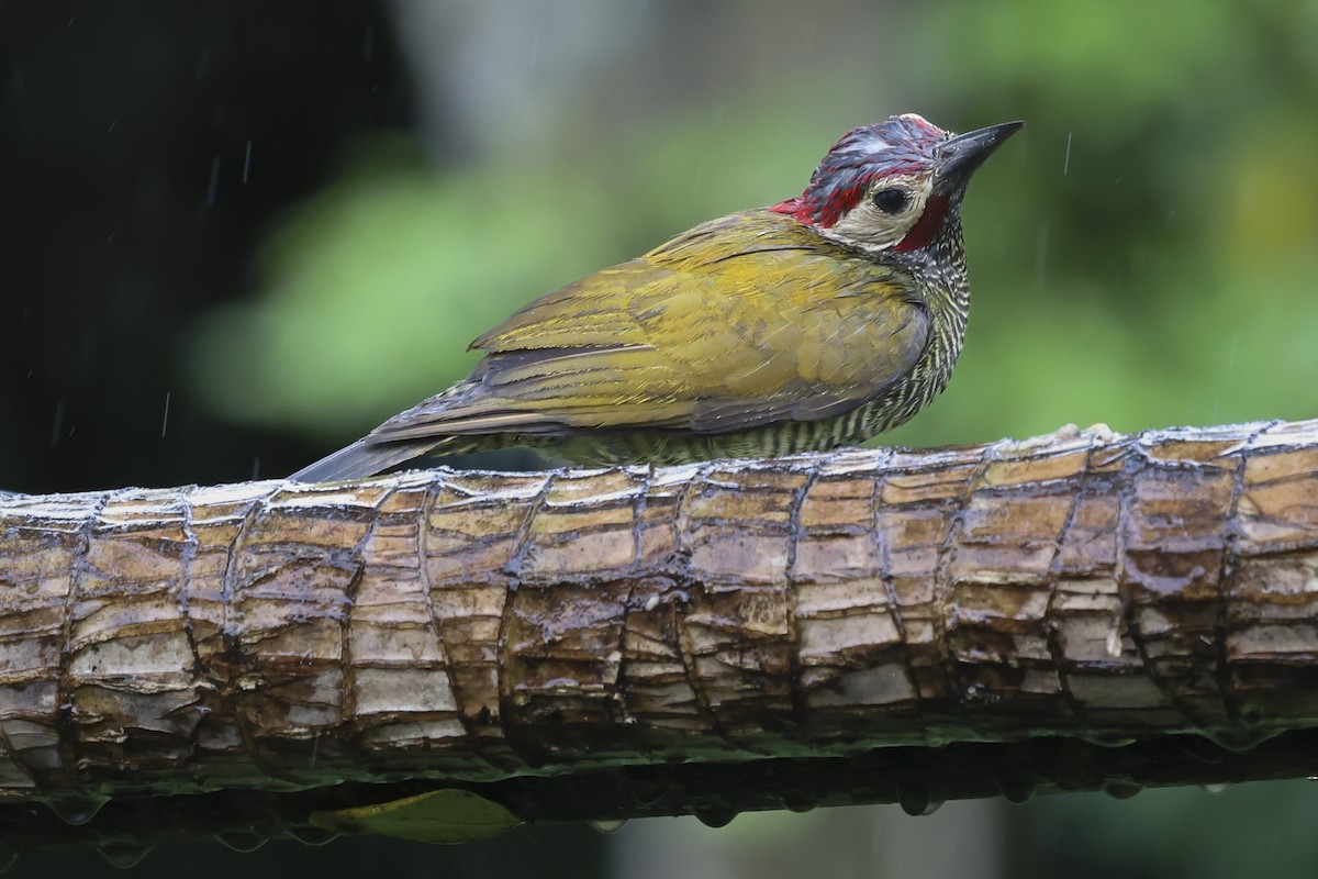 Golden-olive Woodpecker - ML644694984