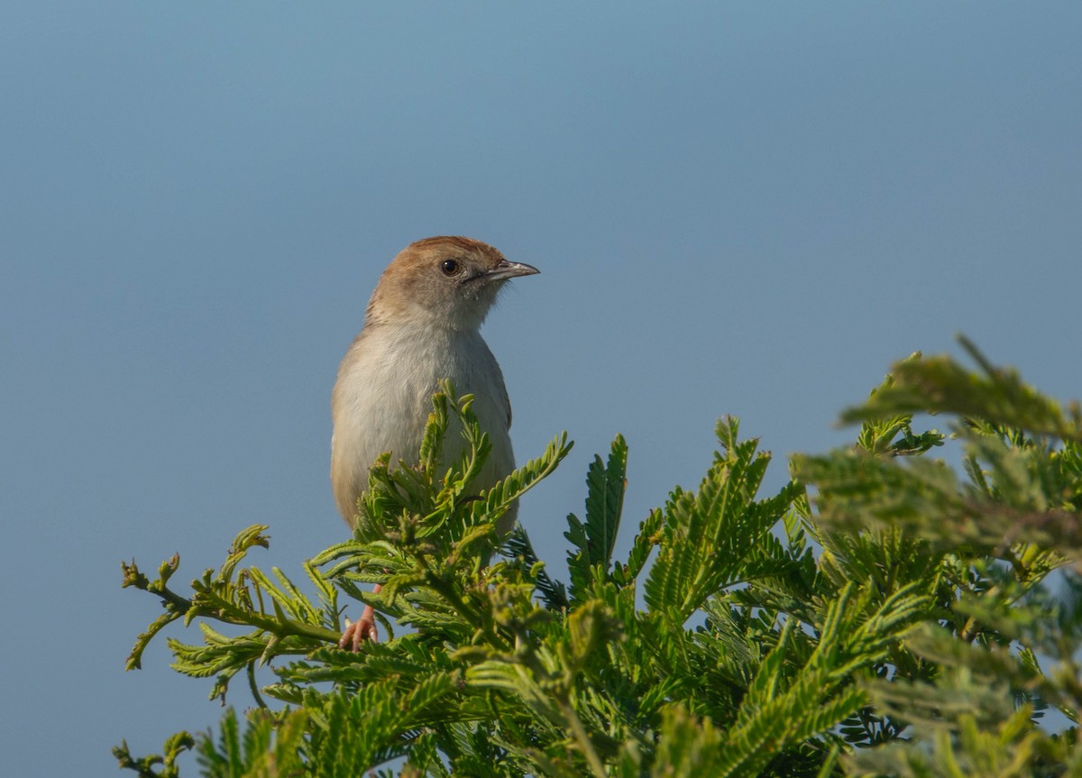 Wailing Cisticola - ML644695006