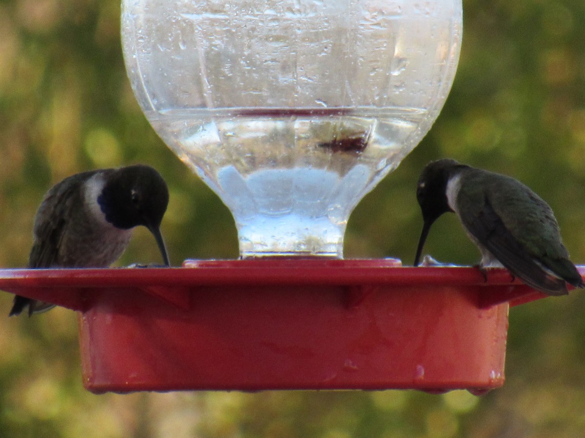 Black-chinned Hummingbird - ML644695007