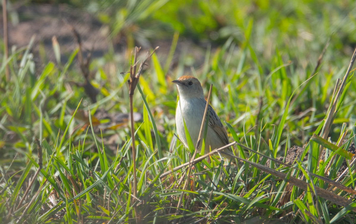 Wailing Cisticola - ML644695008