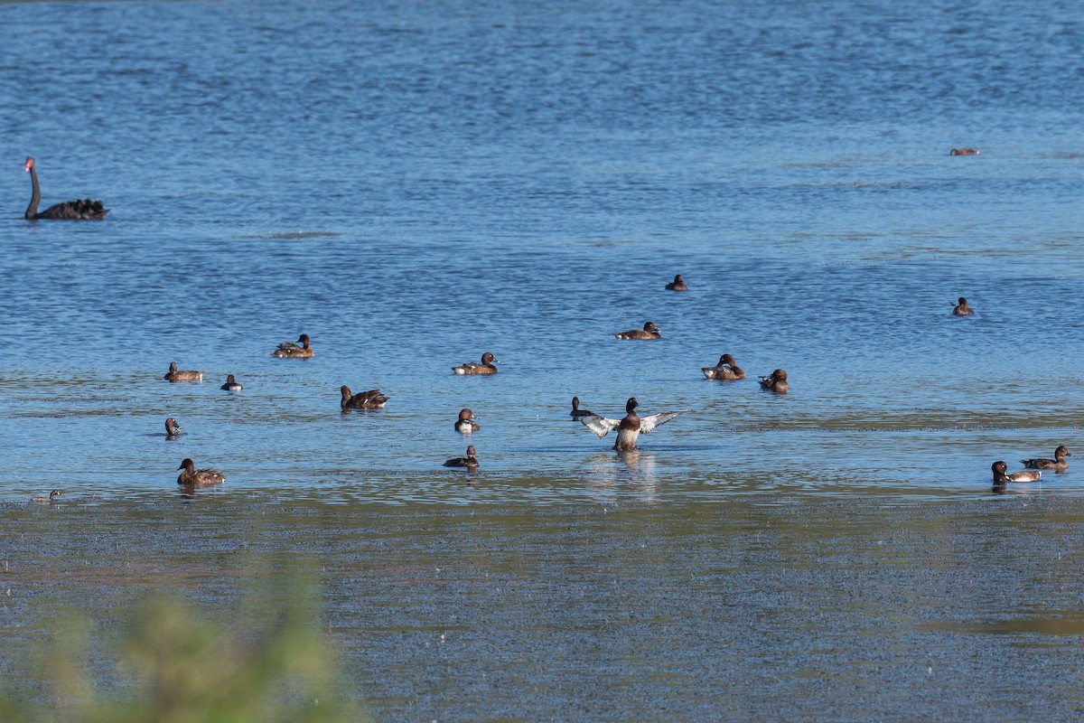 Hardhead - ML644695017