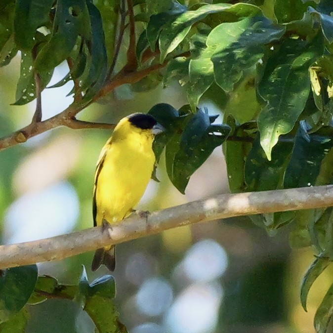Yellow-faced Siskin - ML644695021