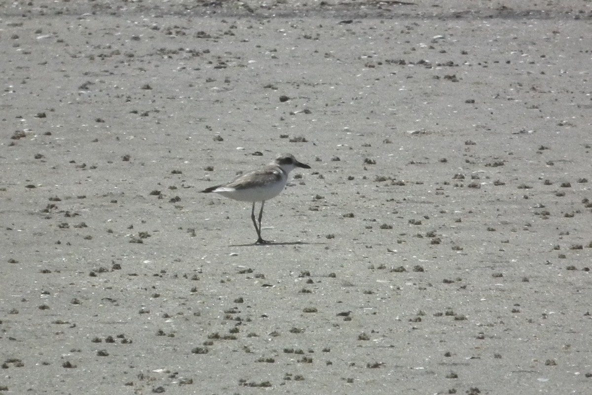 חופמי חוף - ML644695025