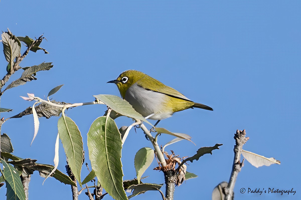 Begizuri indiarra - ML644695027