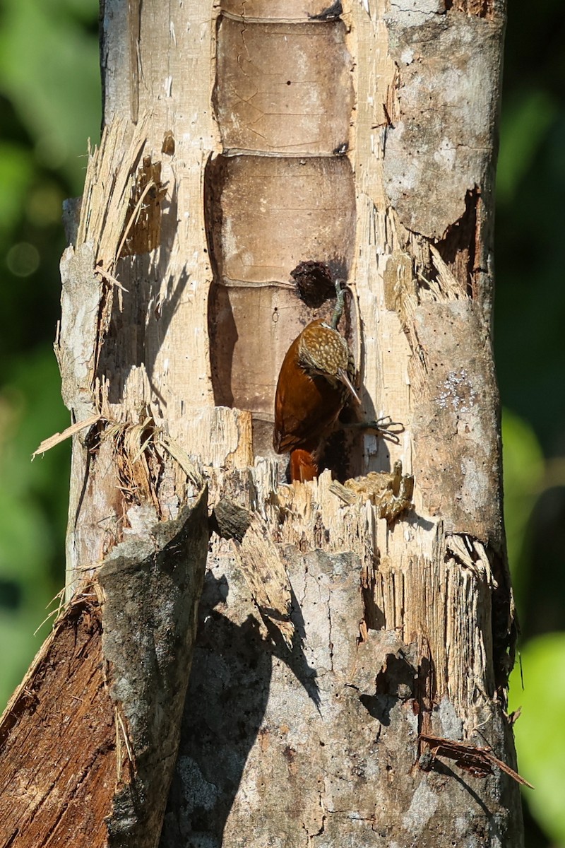 ウロコオニキバシリ - ML644695028