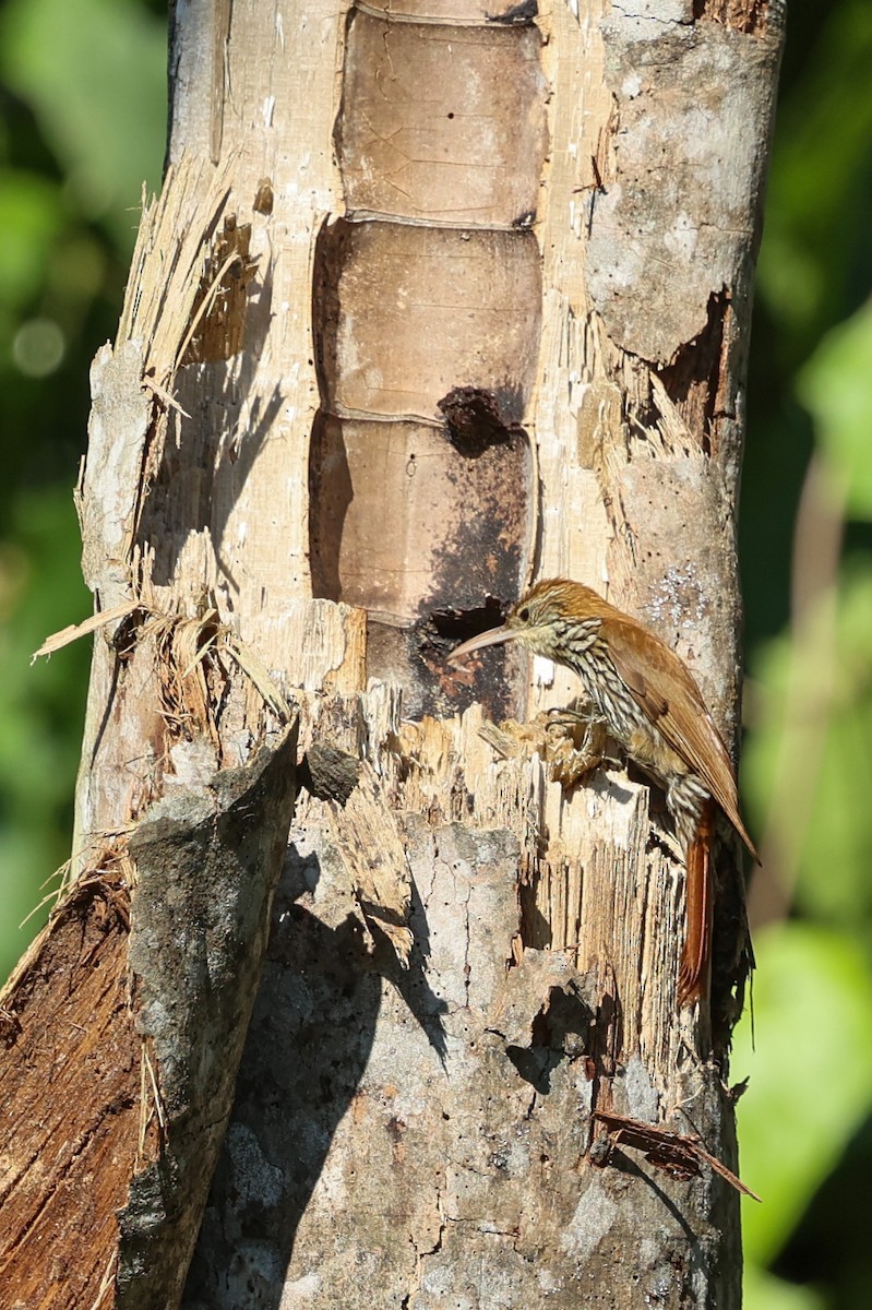 ウロコオニキバシリ - ML644695029