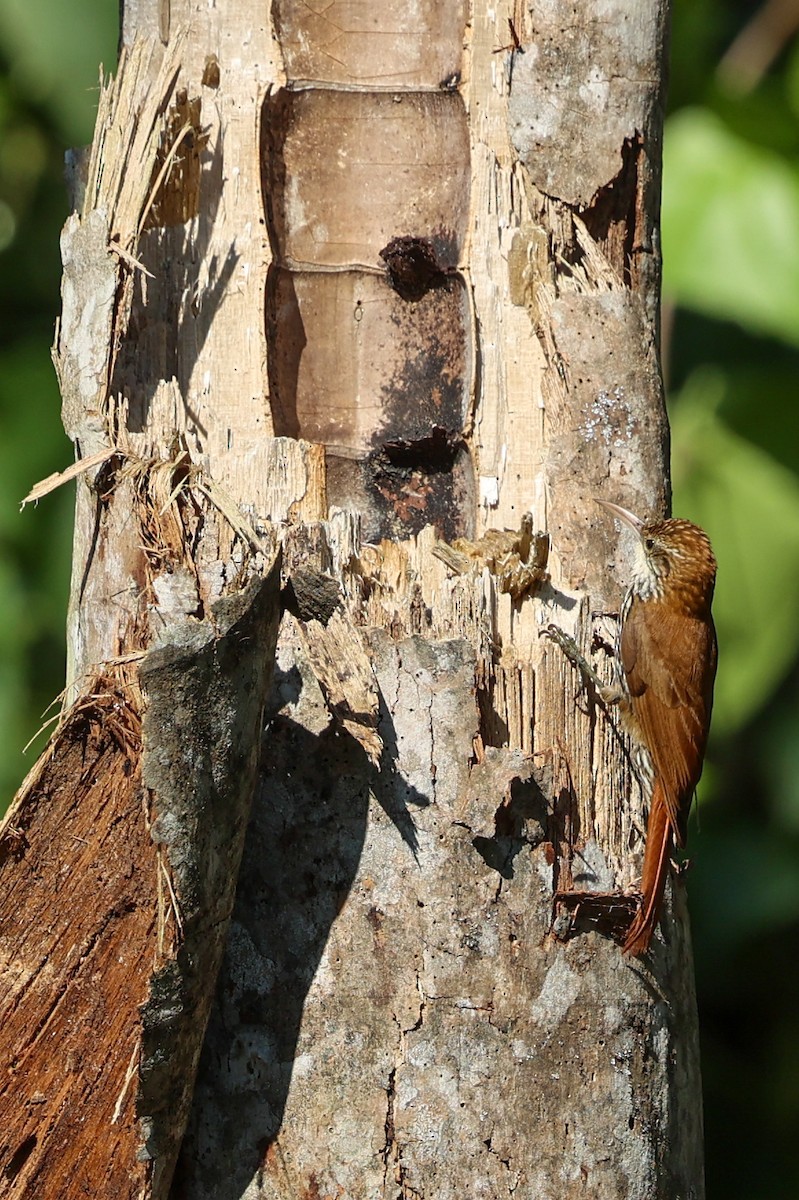 ウロコオニキバシリ - ML644695030