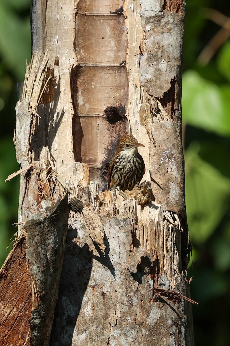 ウロコオニキバシリ - ML644695031