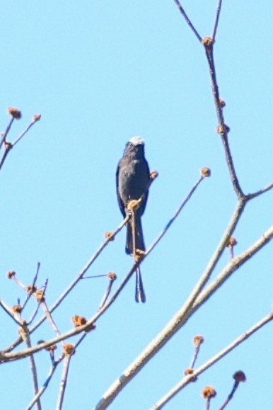 Long-tailed Tyrant - ML644695039