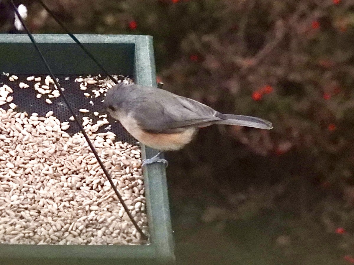 Tufted Titmouse - ML644695044