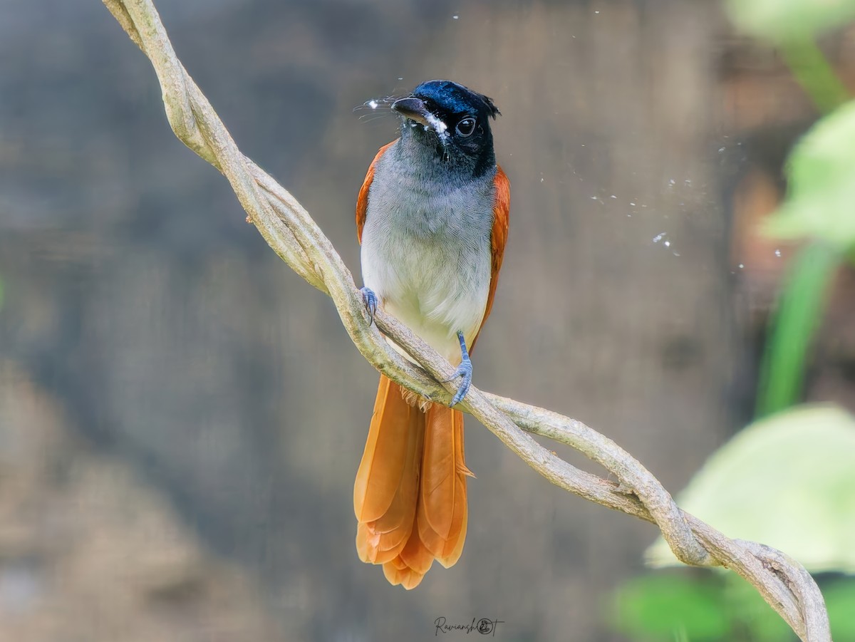 Hainparadiesschnäpper - ML644695045