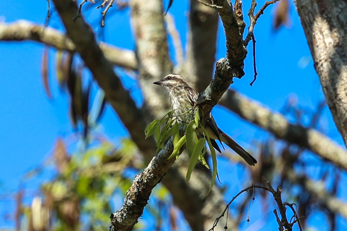 Schuppenrücken-Maskentyrann - ML644695050