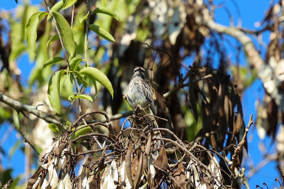 Schuppenrücken-Maskentyrann - ML644695051