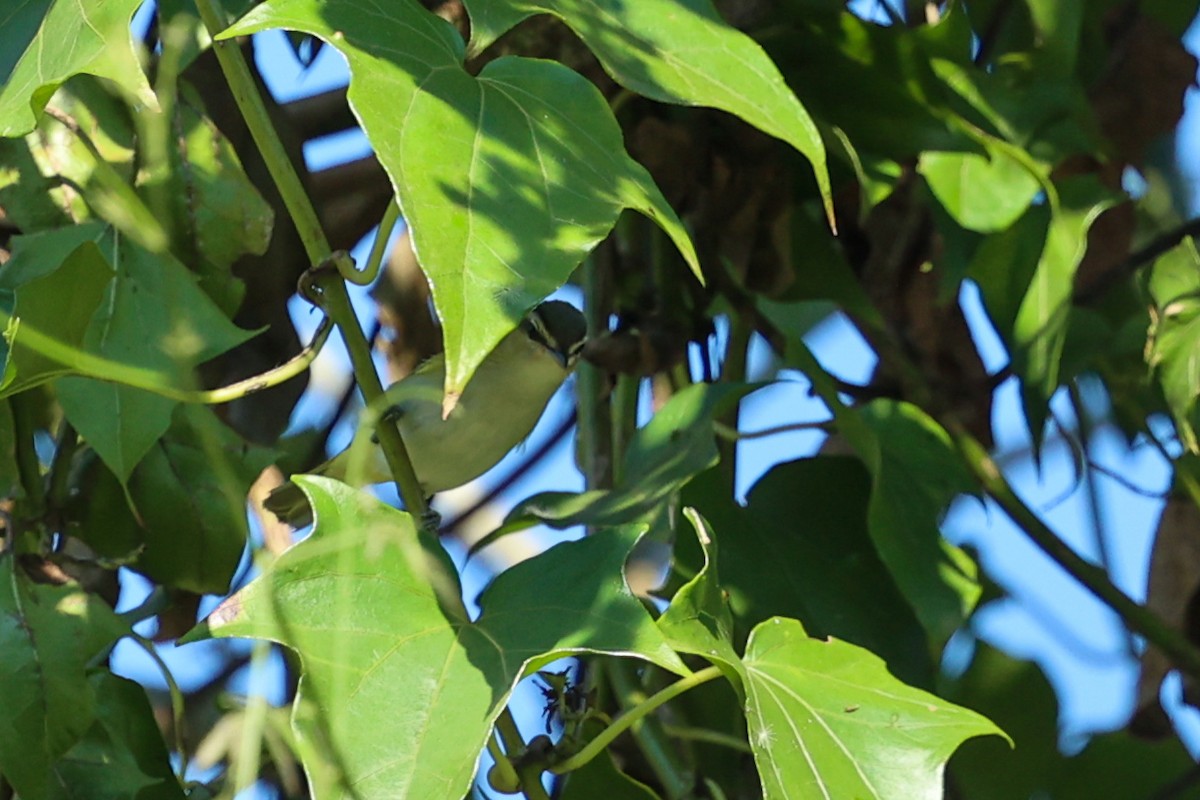 Chivivireo - ML644695052