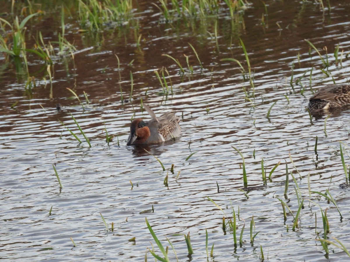 Krickente - ML644695053