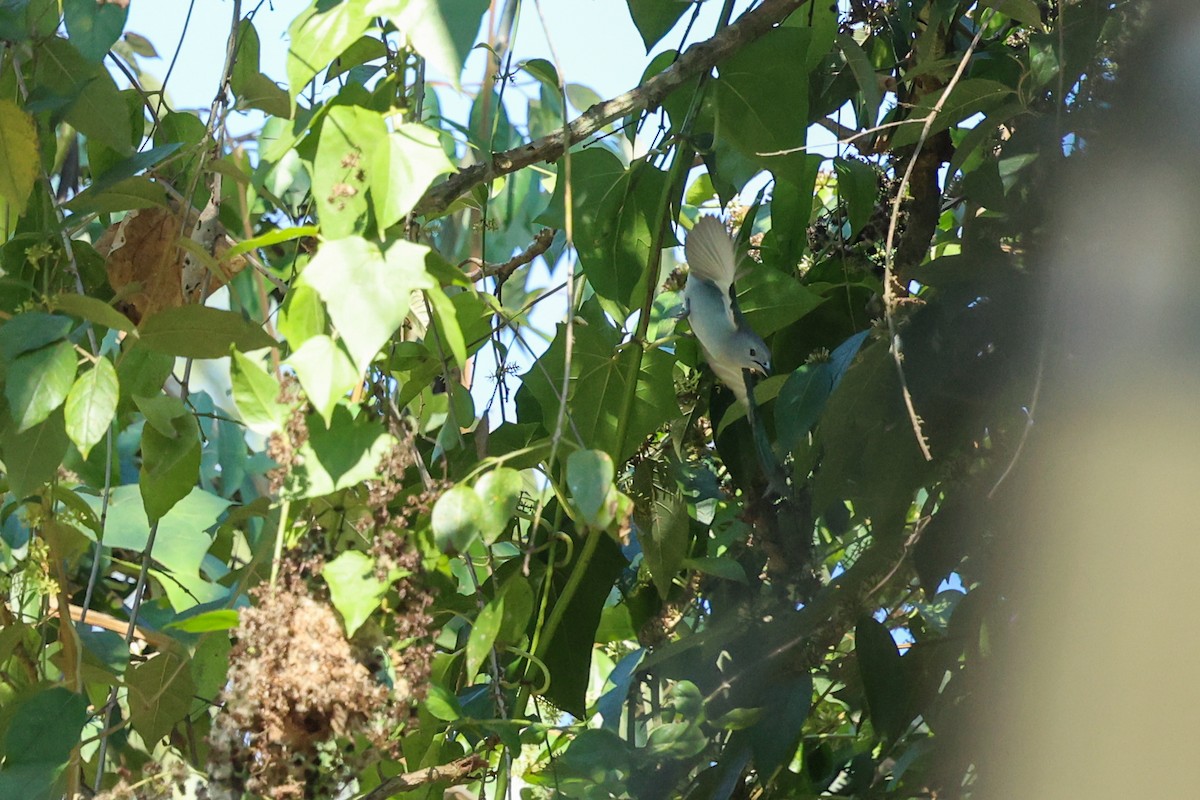 Sayacatangare - ML644695055