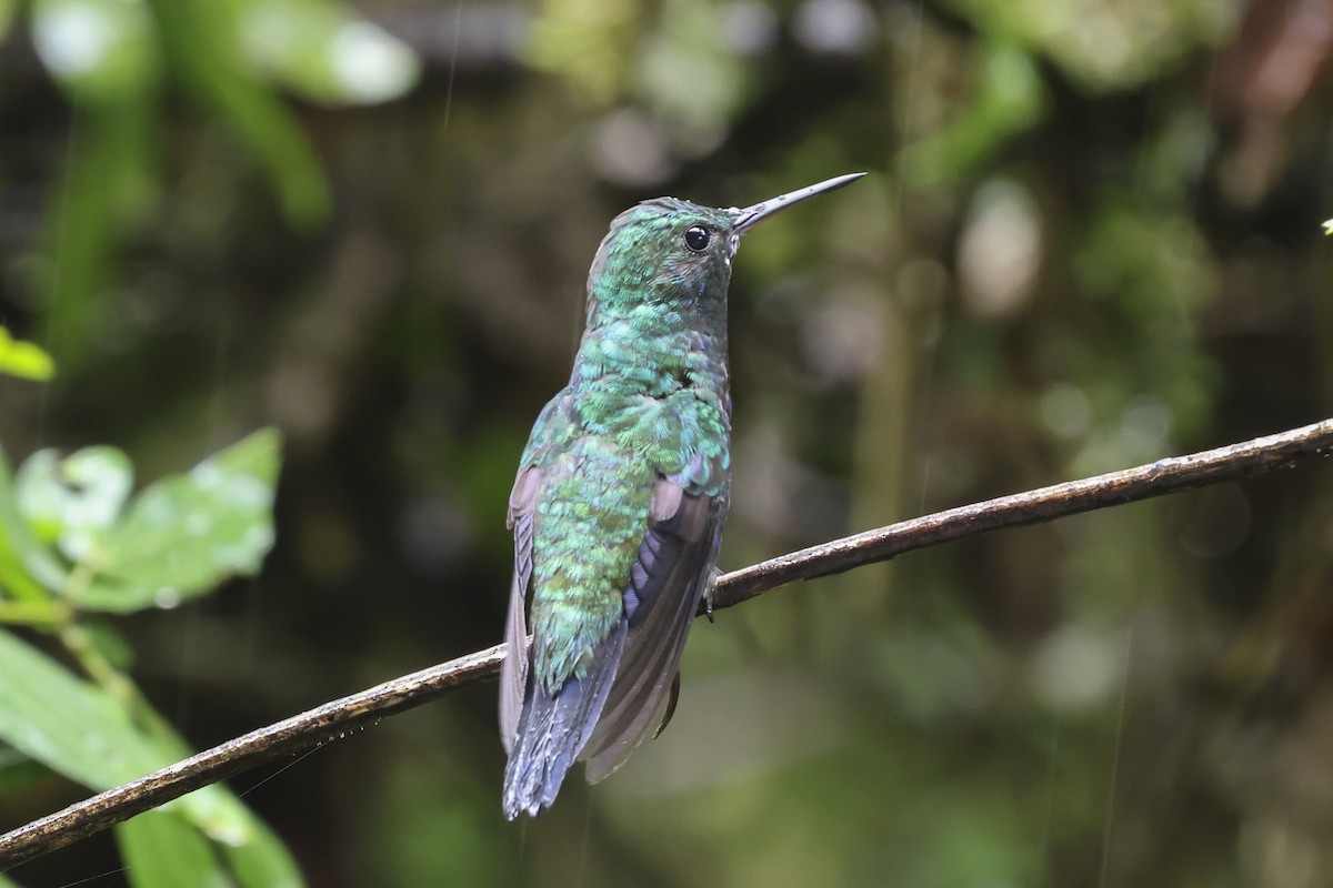 Grünstirn-Brillantkolibri - ML644695056