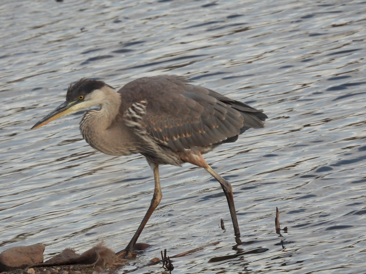 Kanadareiher - ML644695057