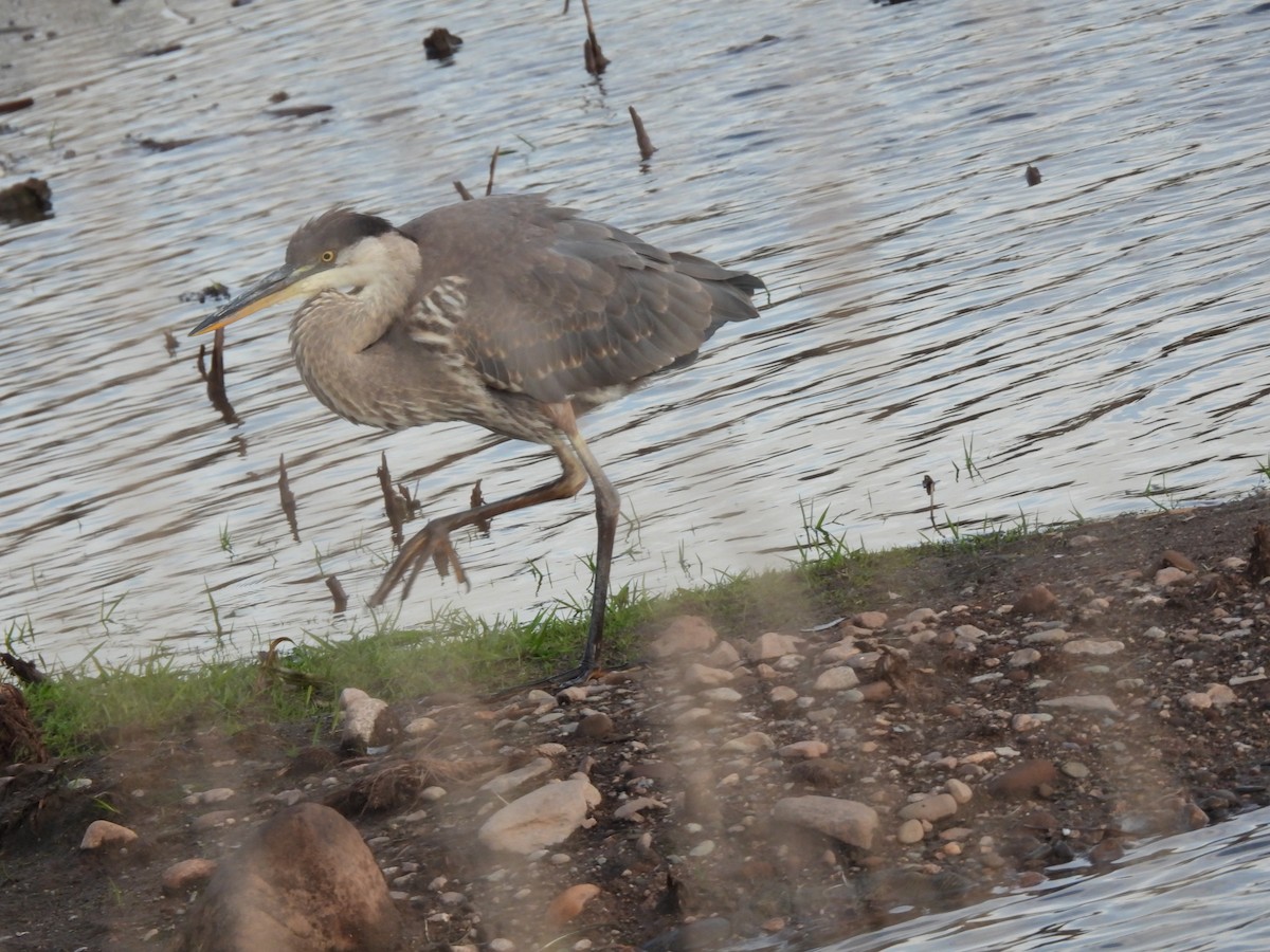 Kanadareiher - ML644695058