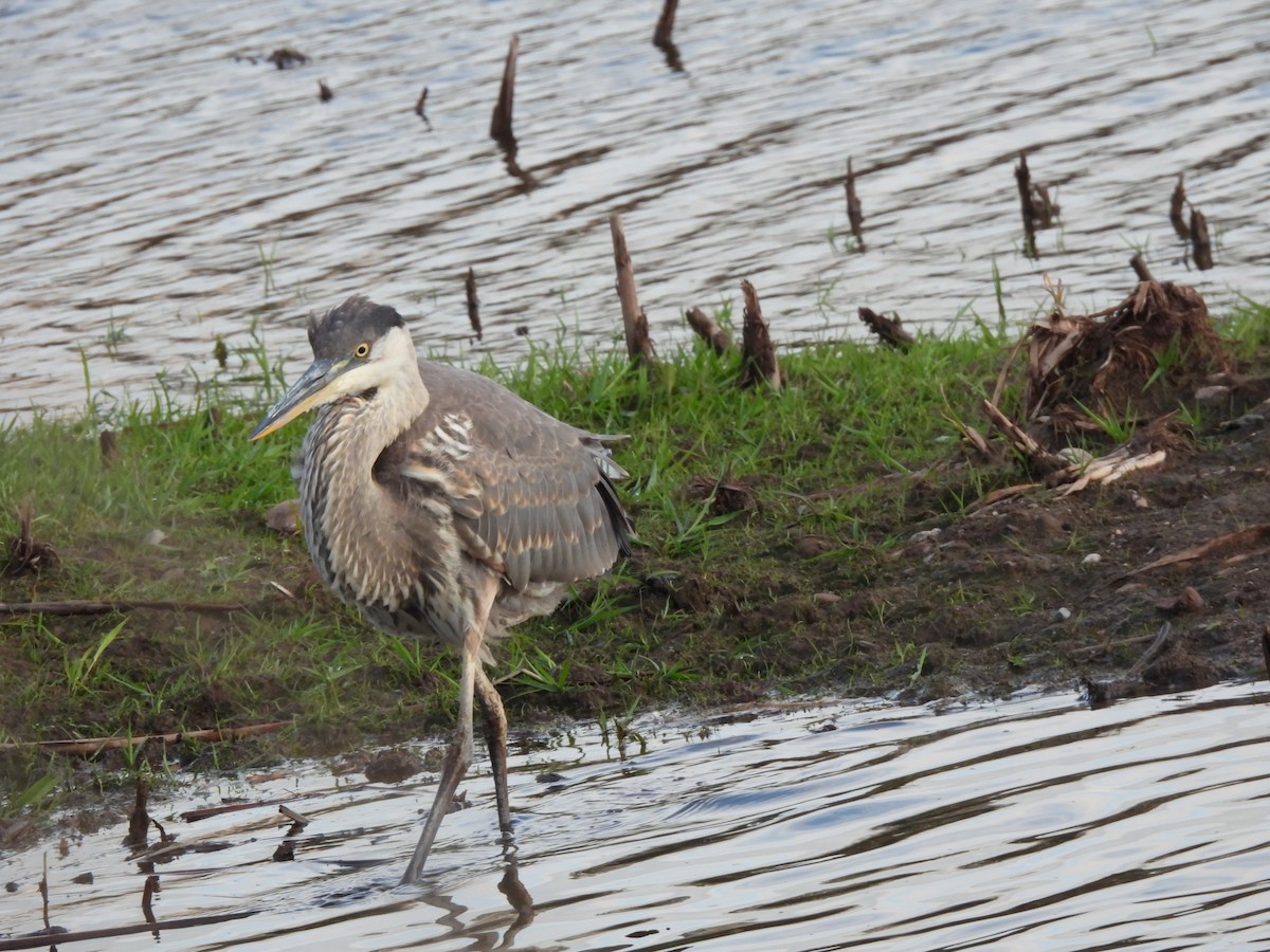 Kanadareiher - ML644695059