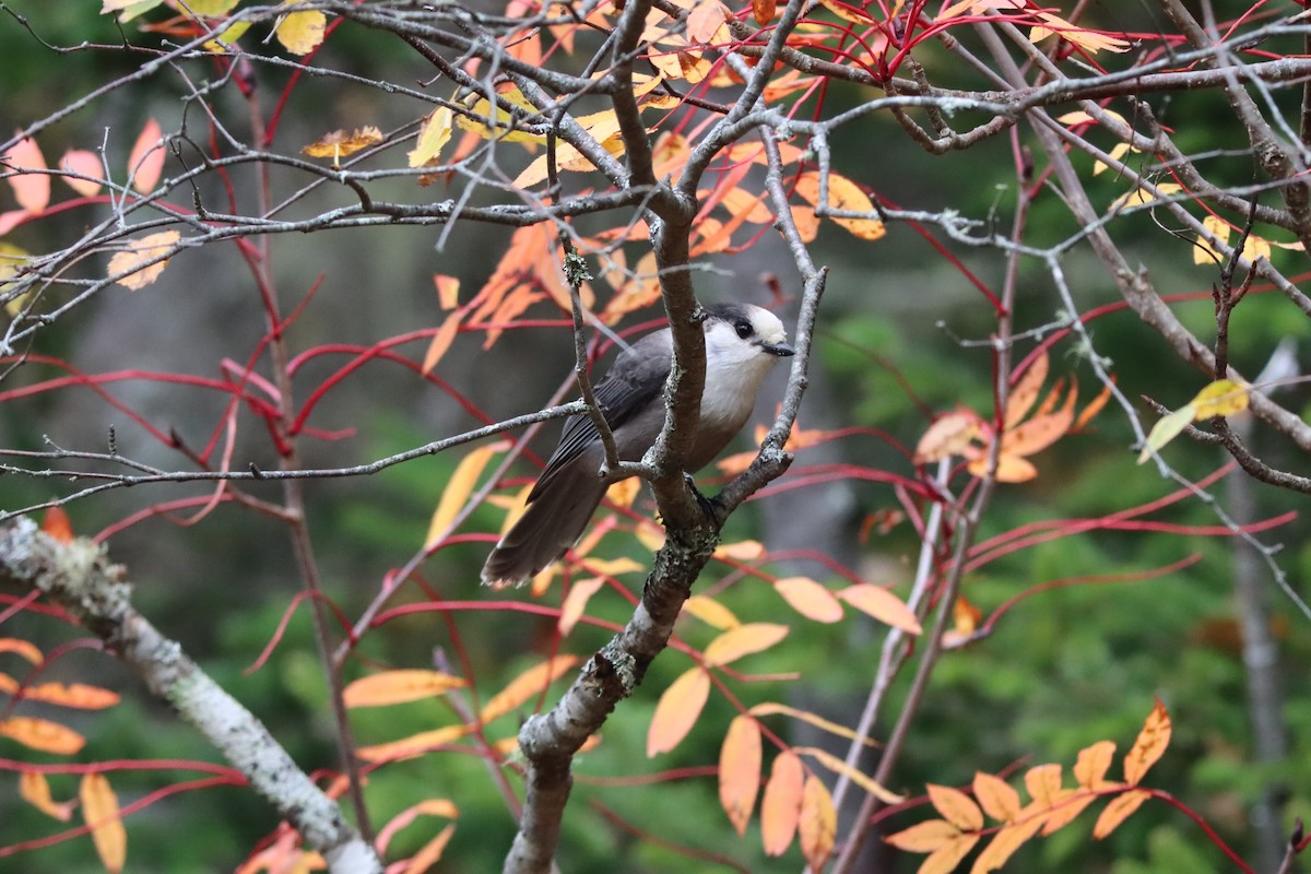 Meisenhäher - ML644695061