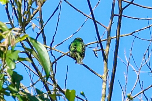 Schwalbentangare - ML644695062