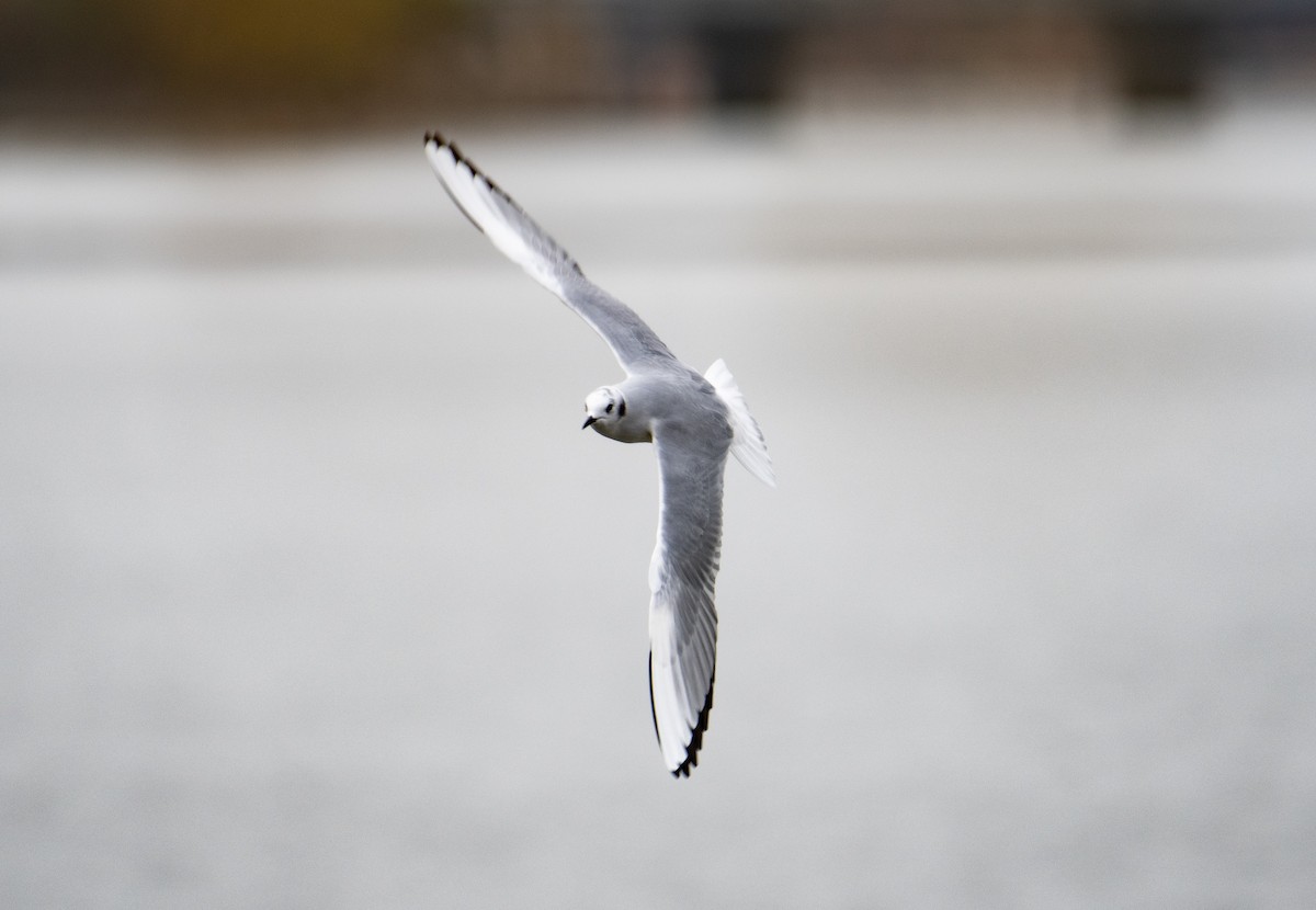 Bonapartemöwe - ML644695063