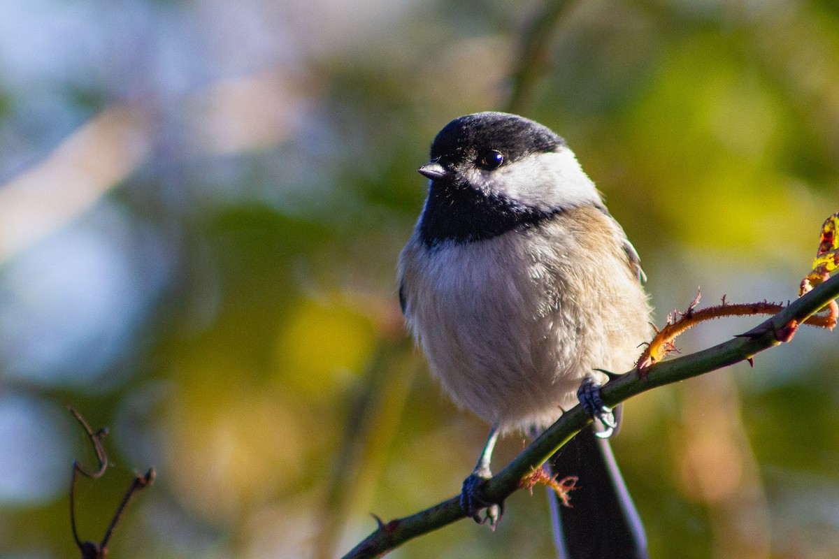 Schwarzkopfmeise - ML644695064