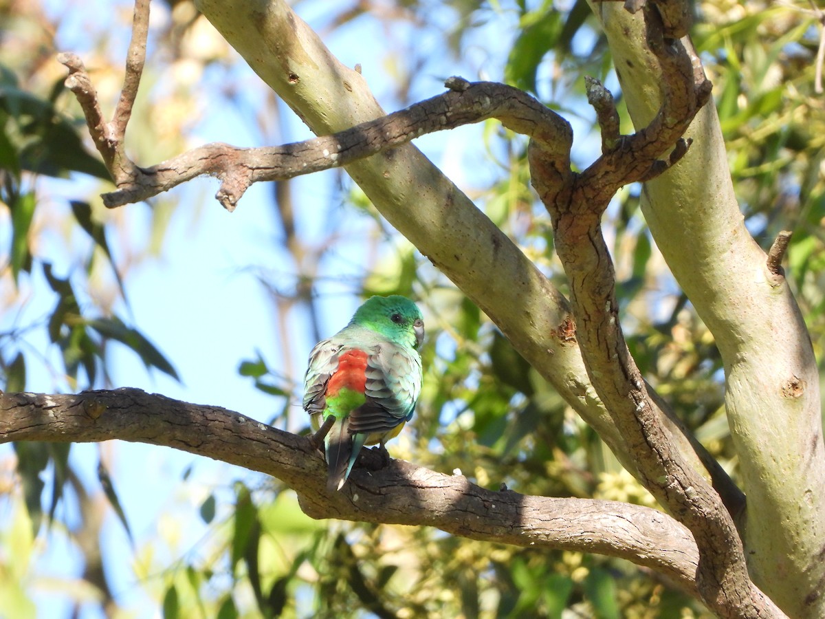 Singsittich - ML644695065