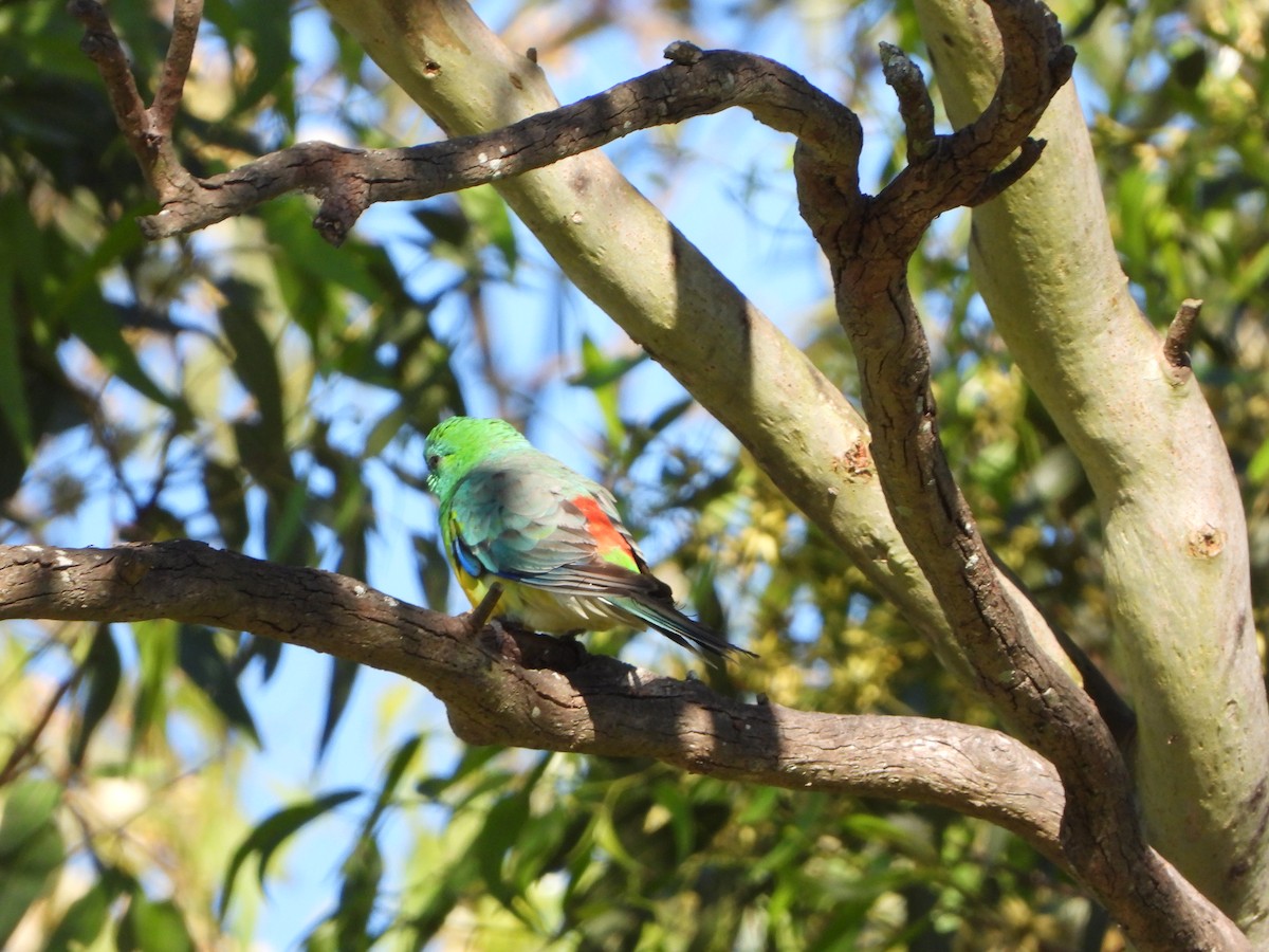 Singsittich - ML644695067