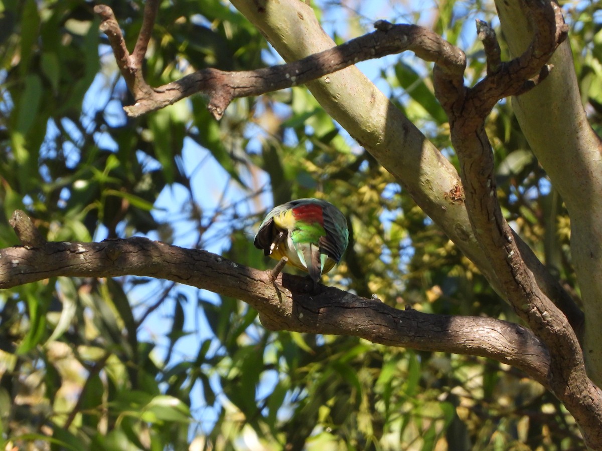 Singsittich - ML644695068