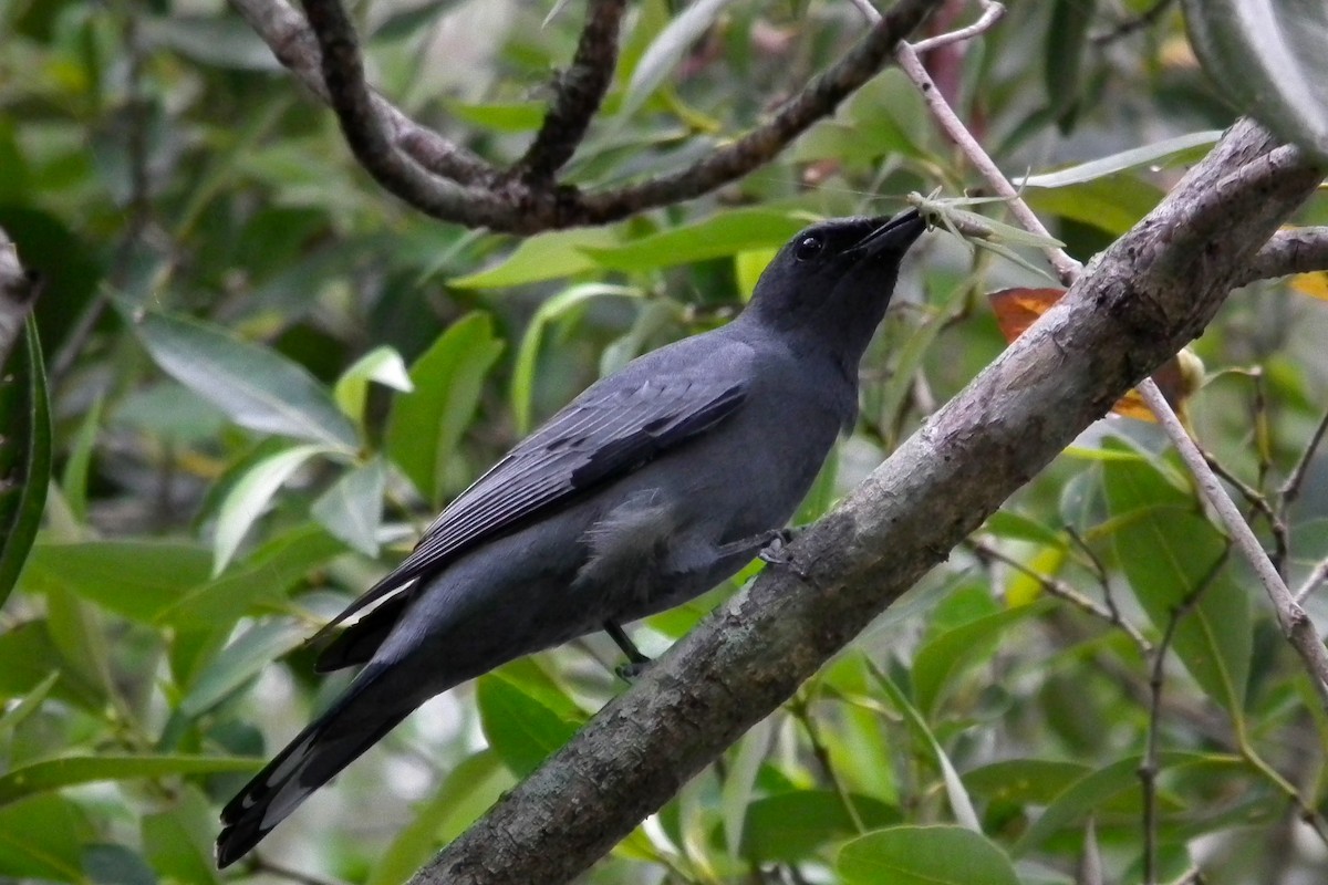 Sahul Cicadabird - ML644695071