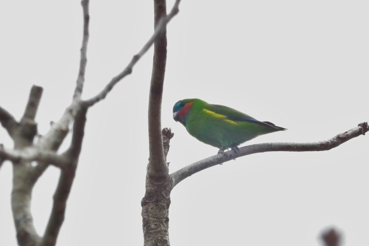 Maskenzwergpapagei - ML644695072