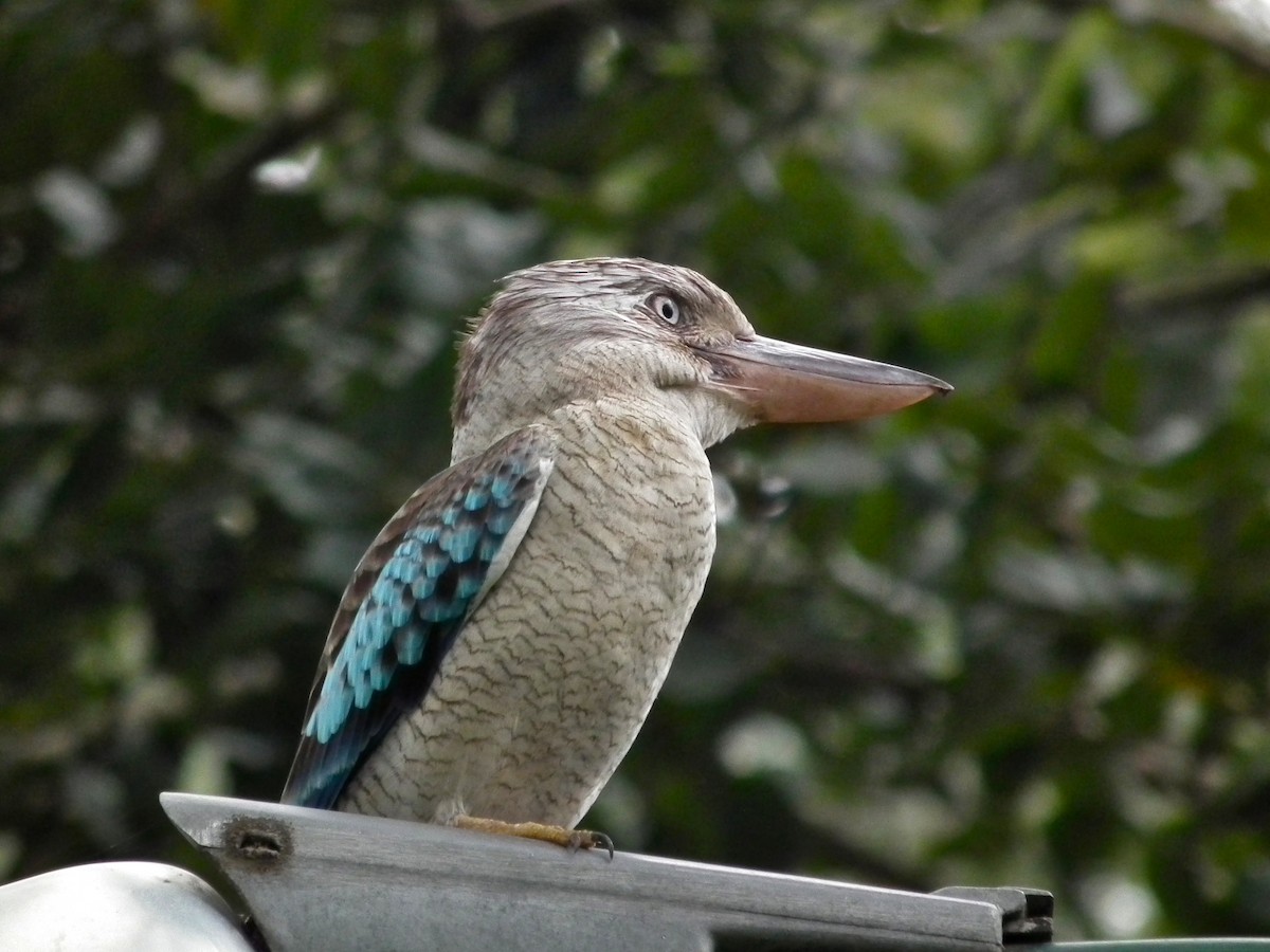 Blauflügelliest - ML644695074