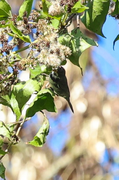 Schmuckspelzer - ML644695086