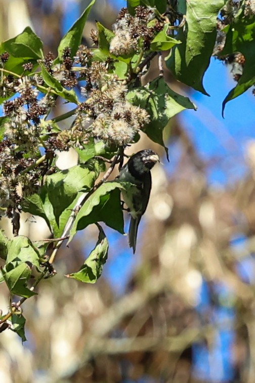 Schmuckspelzer - ML644695087