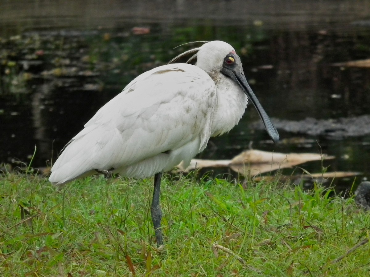 Königslöffler - ML644695088